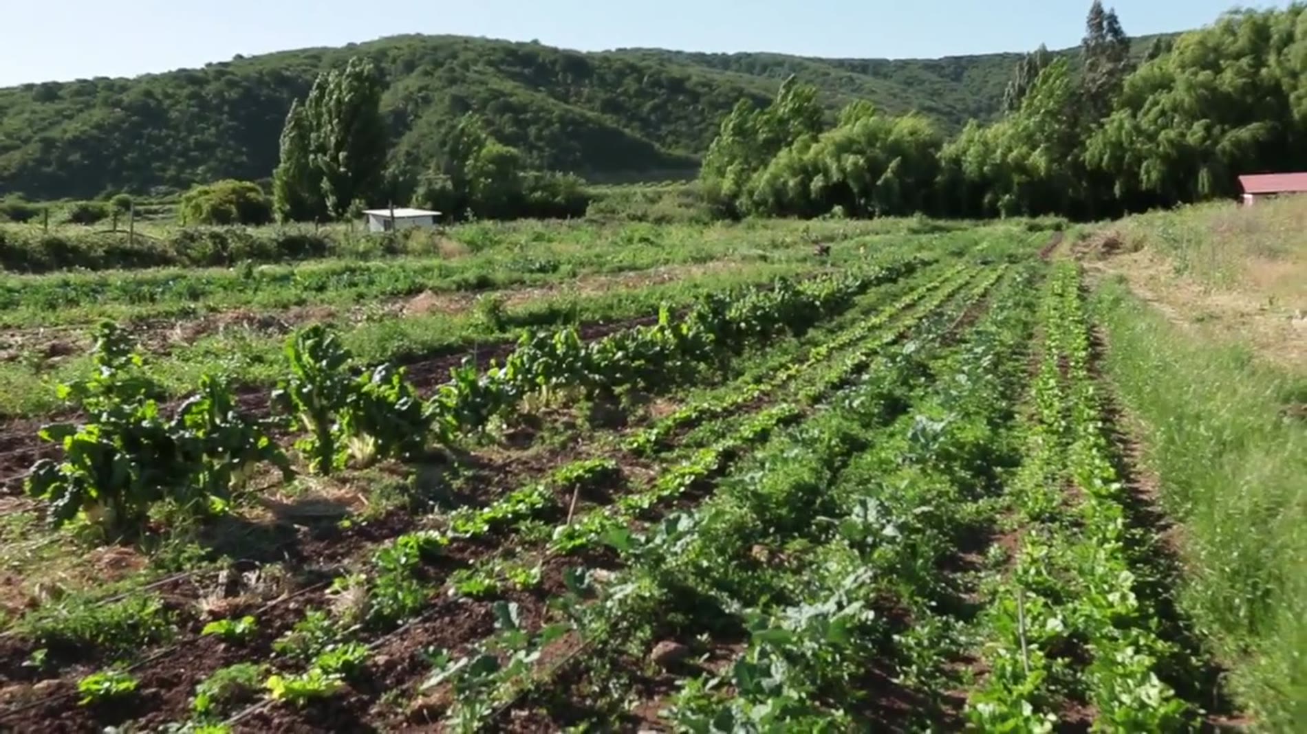 Proyectos territoriales
